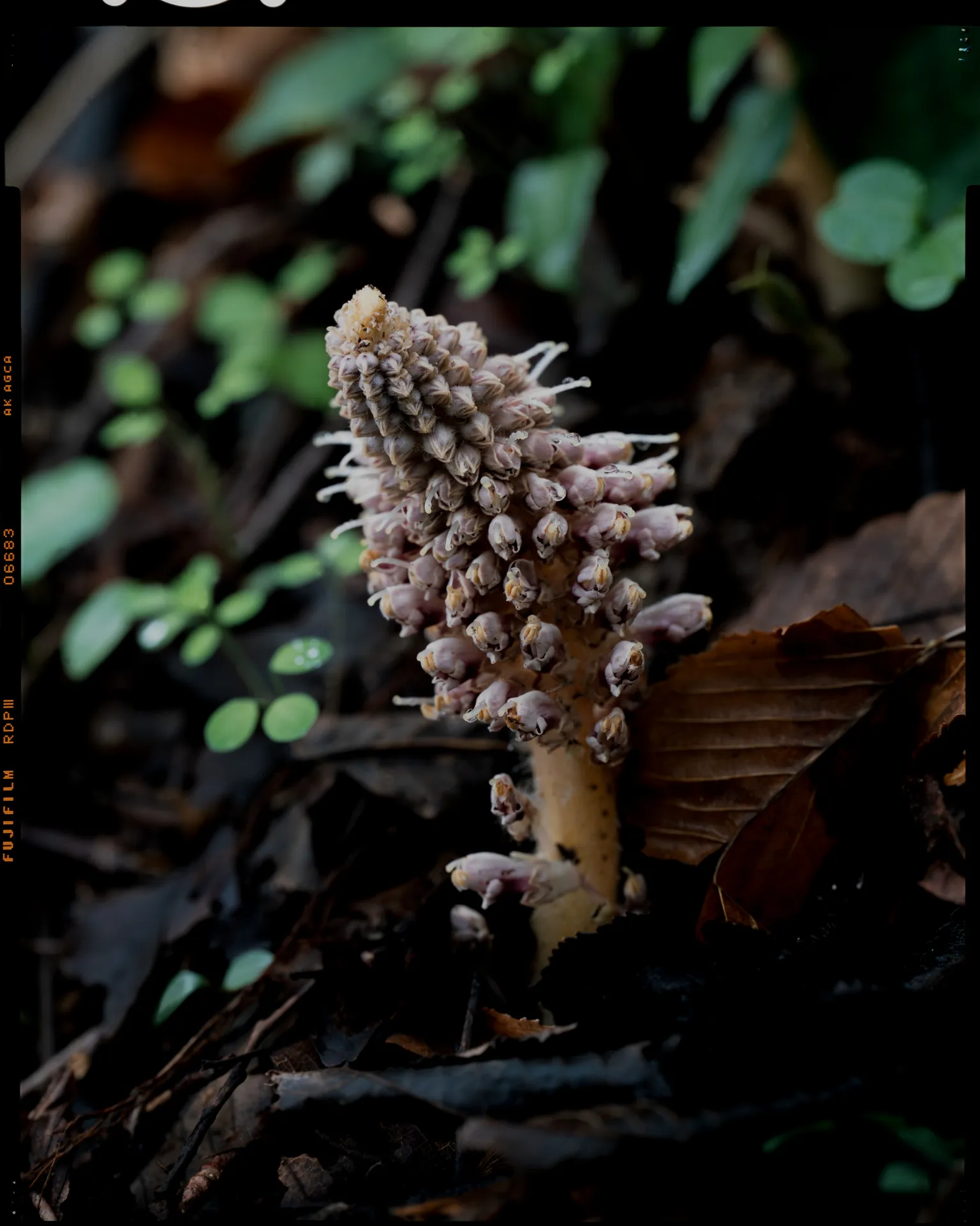 Lathraea japonica - 毛山靭